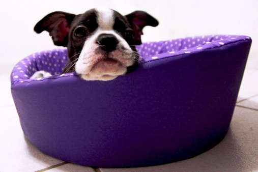 Secrets d’experts : des conseils personnalisés pour mieux comprendre son chien