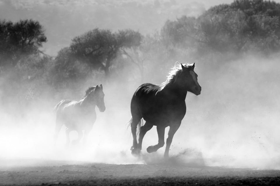 Equipeer, spécialiste de la vente de chevaux de sport expertisés